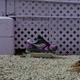 SAUCONY X JAE TIPS Progrid Triumph 4 Perilla (Violet/Earth) - VIP Saucony